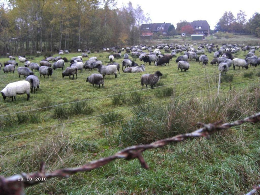 Ferienhaus Huus Ton Witten Barg Undeloh Exteriör bild